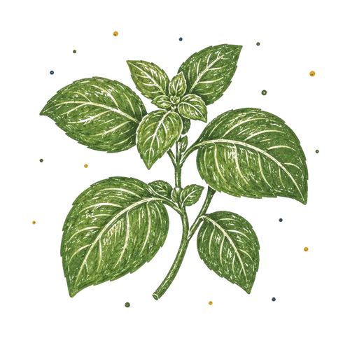 <p>Basil Infusion</p>