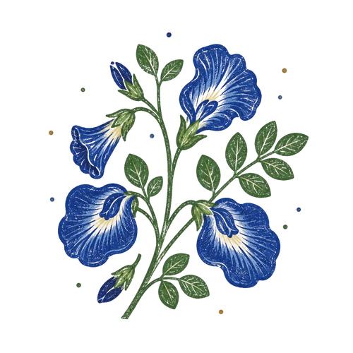 <p>Blue Pea Flower Infusion</p>