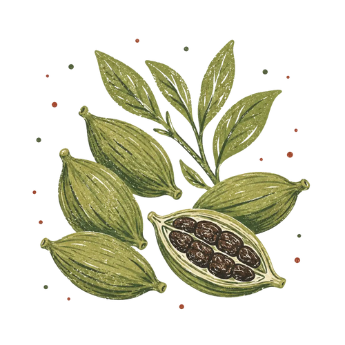 <p>Cardamom</p>