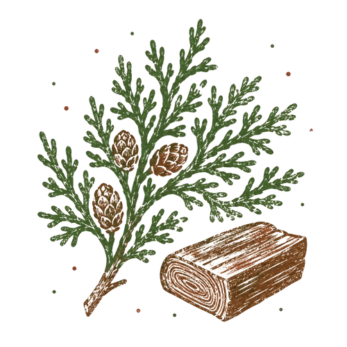 <p>Cedarwood</p>