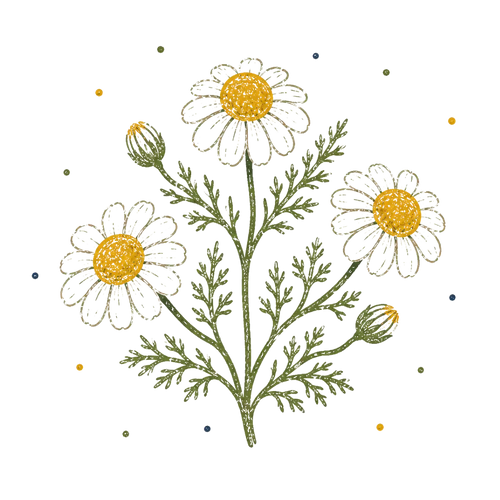 <p>Chamomile Infusion</p>