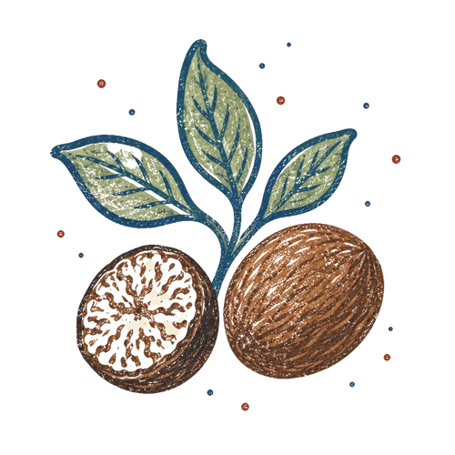 <p>Nutmeg</p>
