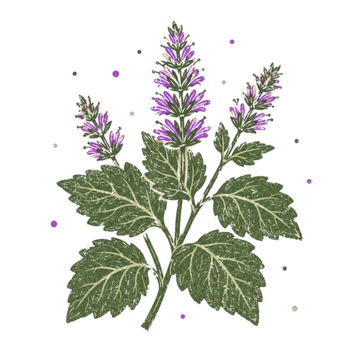 <p>Patchouli Hydrosol</p>