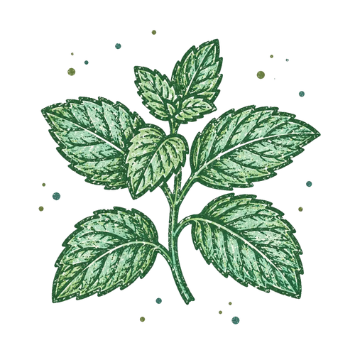<p>Peppermint</p>