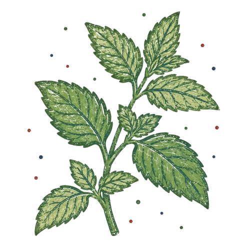 <p>Spearmint</p>